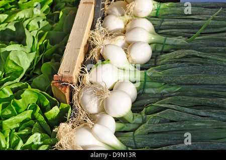 nord italia, Lombardy, lombardia, Lombardy, gardasee, lago Tu garda, brine garda, weekly market, vegetables, vegetables, onions, Stock Photo