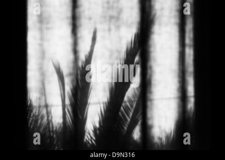Monochrome image of palm tree shadows on a curtain Stock Photo