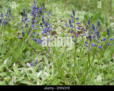 Common Milkwort / Polygala vulgaris / Gewöhnliche Kreuzblume Stock Photo