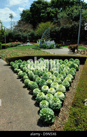 Ornamental cabbages growing in the Roma Street Parkland, Brisbane, Queensland, Australia Stock Photo