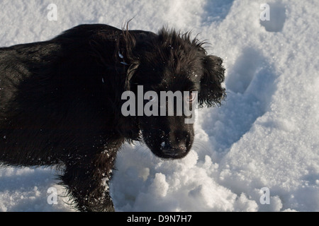 Black cocker spaniel in snow with sad eyes Stock Photo