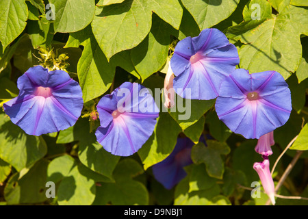 Convolvulus flowers in Skala Eresou on Lesvos, Greece. Stock Photo