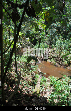 A stream running to the River Amazon near Puerto Narino in the department of Amazonas, Colombia Stock Photo