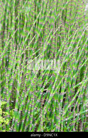 Equisetum hyemale giganteum Stock Photo