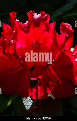 Fine large bright scarlet flowers with darker spots Stock Photo