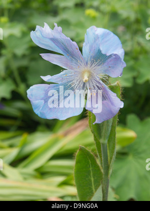 Meconopsis Blue Poppy garden flower also known as Himalayan Poppy Stock Photo