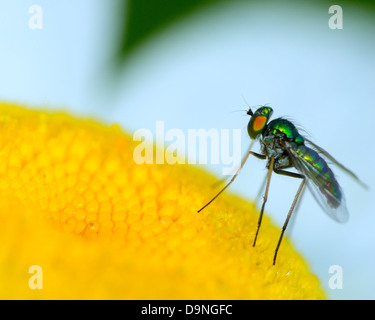 Green Long Legged Fly perched on a flower. Stock Photo