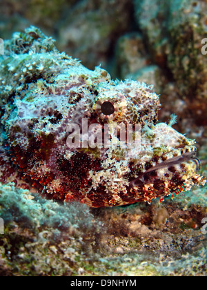 Bearded scorpionfish (scorpaenopsis barbatus) Stock Photo