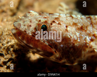 Lizardfish Stock Photo