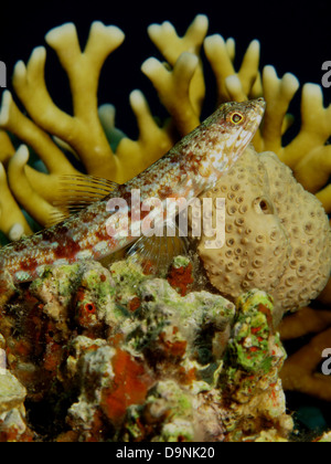 Lizardfish Stock Photo