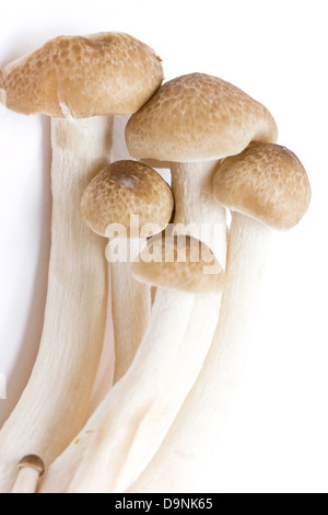 brown beech mushrooms (Hypsizygus marmoreus). Stock Photo