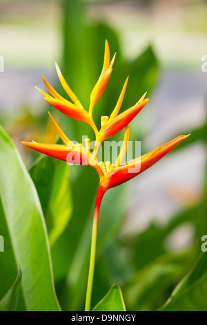 Heliconia flower. Stock Photo