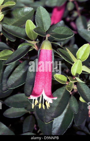 Close-up of Autumn Blaze- Correa pulchella- Family Rutaceae Stock Photo