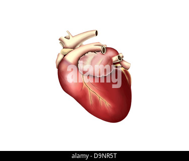 Illustration of human heart. Stock Photo