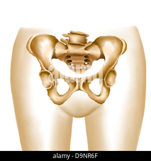 Anatomy of female hips and pelvic bones. Stock Photo