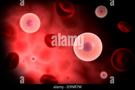 Microscopic view of plasma cell inside blood vessel. Stock Photo