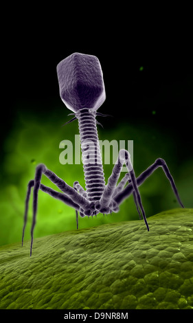 Microscopic view of bacteriophage. Stock Photo