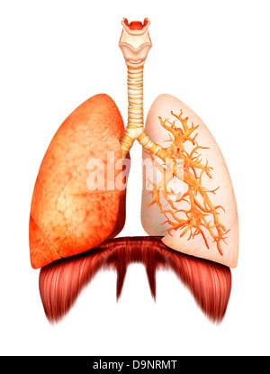 Anatomy of human respiratory system, front view. Stock Photo