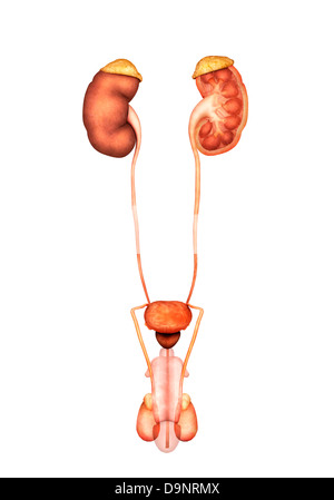 Anatomy of human urinary System, front view. Stock Photo