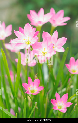 close up a group of rain lily / fairy lily Stock Photo