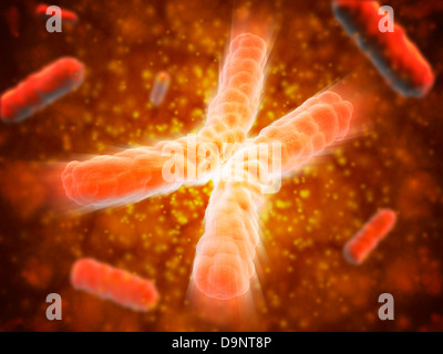 Microscopic view of telomeres highlighted at the tips of chromosome. Stock Photo