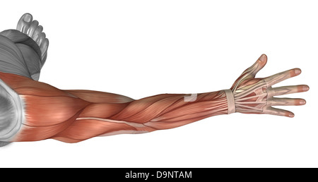 Muscle anatomy of the human arm, posterior view. Stock Photo