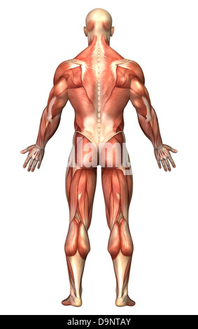 Anatomy of male muscular system, back view. Stock Photo
