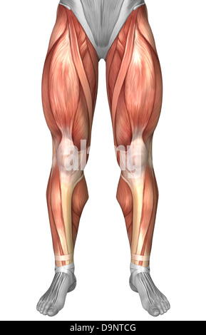 Diagram illustrating muscle groups on front of human legs. Stock Photo