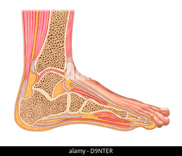 compartments of leg and foot