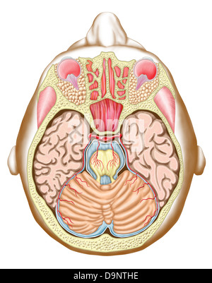 Brain, Transverse Section Stock Photo - Alamy