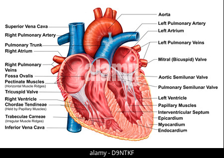 Anatomy of heart interior, frontal section. Stock Photo