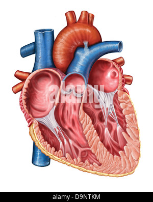 Interior of human heart. Stock Photo