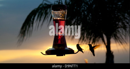 Sunset silhouette of humming birds at feeder Stock Photo