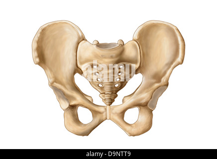 Anatomy of human pelvic bone. Stock Photo