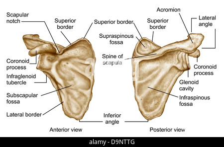 Medical illustration of human scapula bone Stock Photo: 57643503 - Alamy
