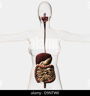 Medical illustration of the human digestive system, three dimensional view. Stock Photo