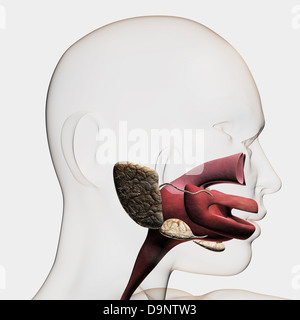 Anatomy of human salivary glands Stock Photo - Alamy