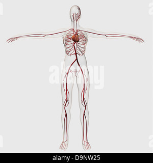 Blood Circulation Arms Stock Photo - Alamy