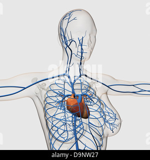 female chest anatomy drawing