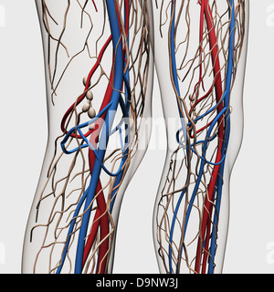 Medical illustration of arteries, veins and lymphatic system in human legs. Stock Photo