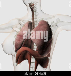 Three dimensional view of the female respiratory system, close-up. Stock Photo