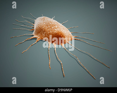 Isolated cancer cell Macrophage. Stock Photo