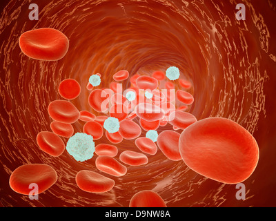Red blood cell flow inside the artery. Stock Photo