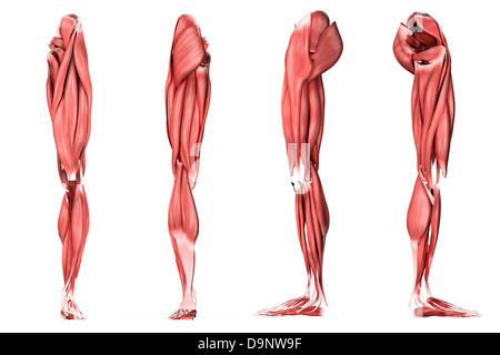 Medical illustration of human leg muscles, four side views. Stock Photo