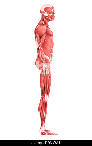 Medical illustration of male muscular system, side view. Stock Photo