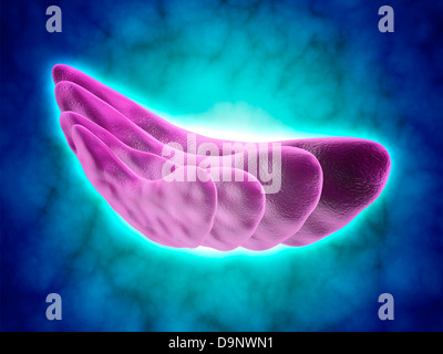 Conceptual image of the Golgi apparatus. The Golgi apparatus is an organelle found in most eukaryotic cells. Stock Photo