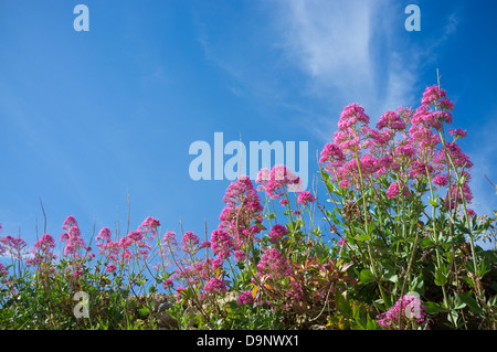 Red valerian shrub in full blossom against sunny sky Stock Photo