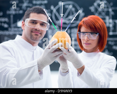 close-up of two researchers in a chemistry lab holding in hands and observing an injected grapefruit Stock Photo