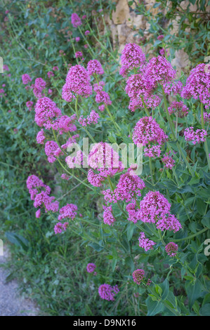 Red valerian bush in full blossom Stock Photo