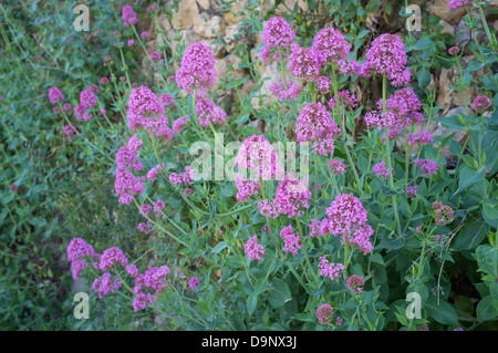 Red valerian shrub full of flowers in springtime Stock Photo